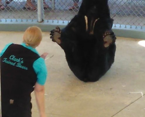 Adorable black bear
