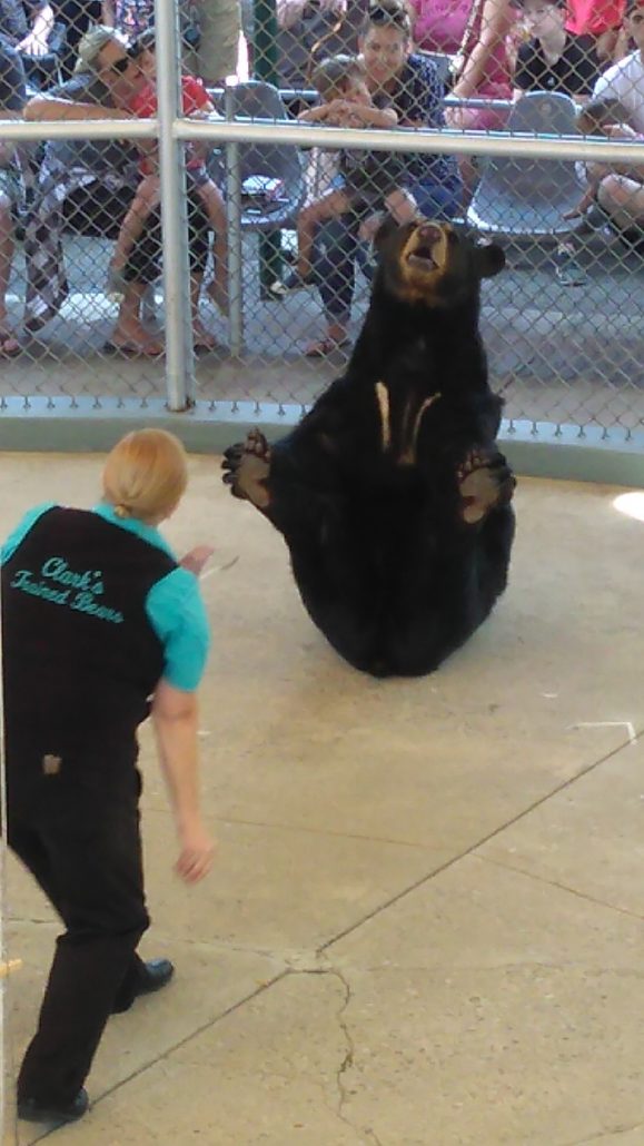 clark's trading post bear show